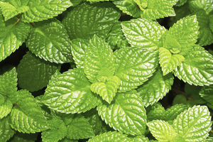 Peppermint Oil