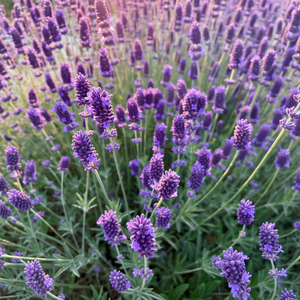 Lavender Oil